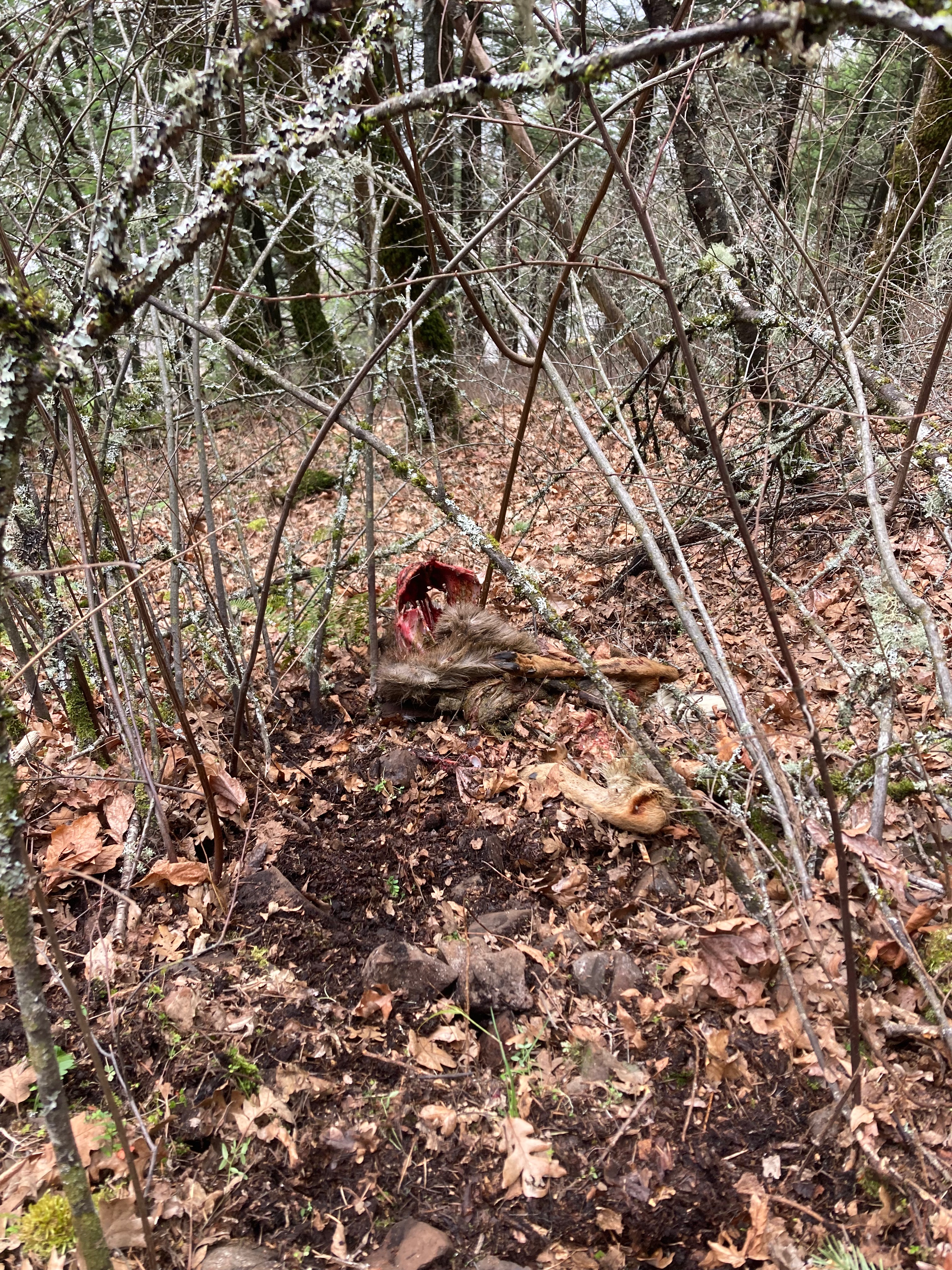 A well scavenger Black Tail Deer, likely taken by a Puma, and scavenged thoroughly within a day.