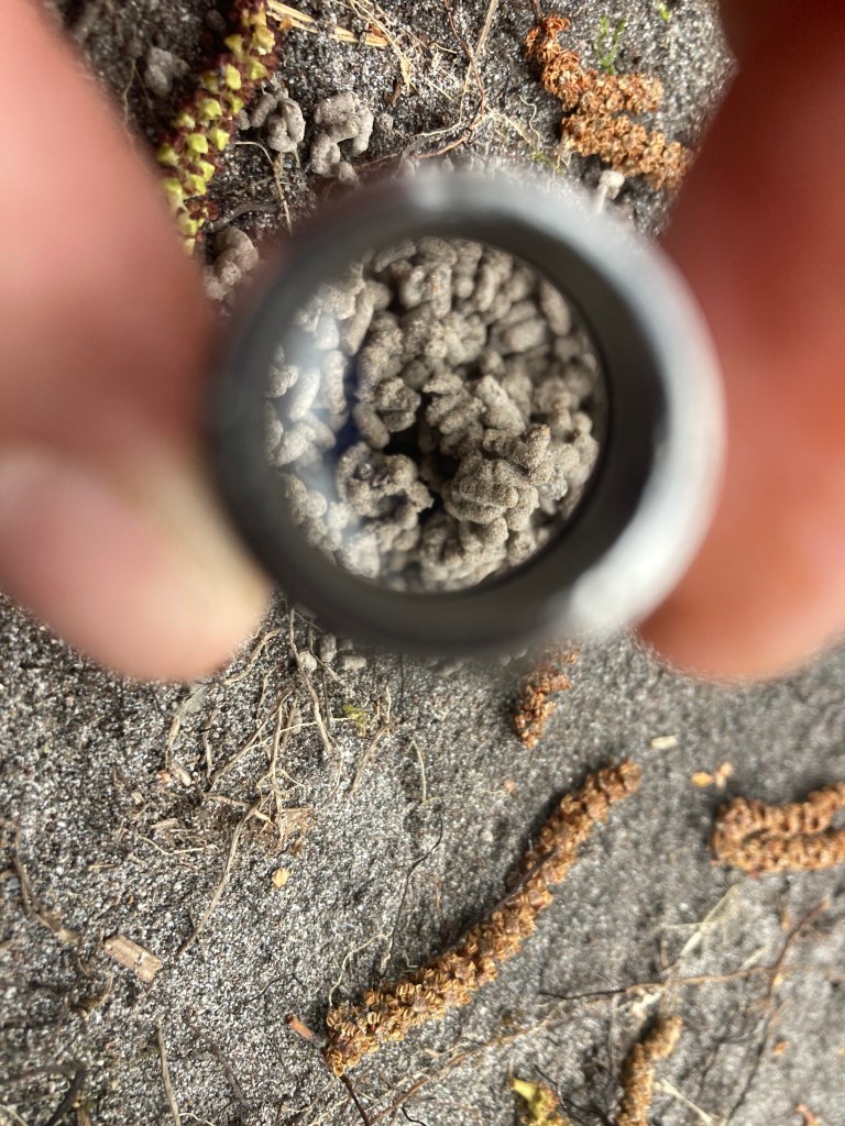 Earth Worm scat! A peculiar invasive species.