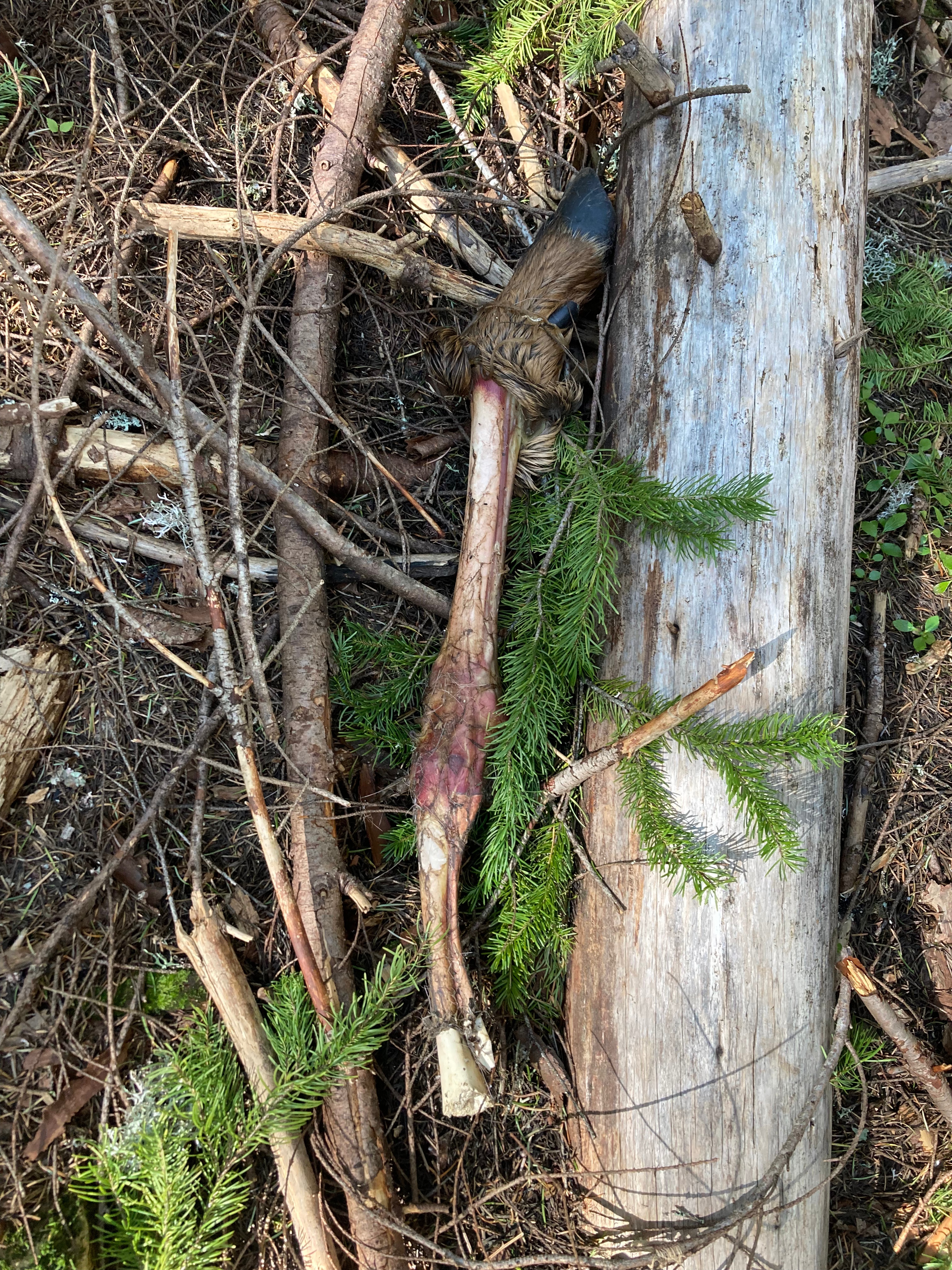 An Elk leg found at a Black Bear scavenge site. 