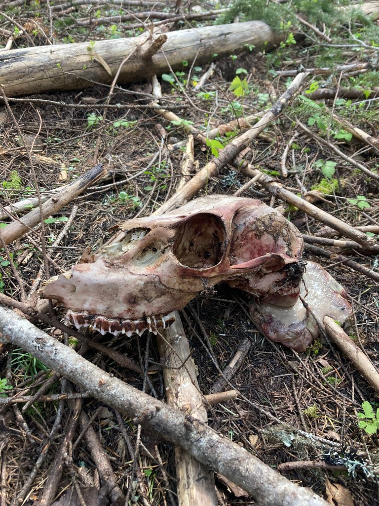 The skull of a Elk found at a Black Bear scavenge site.