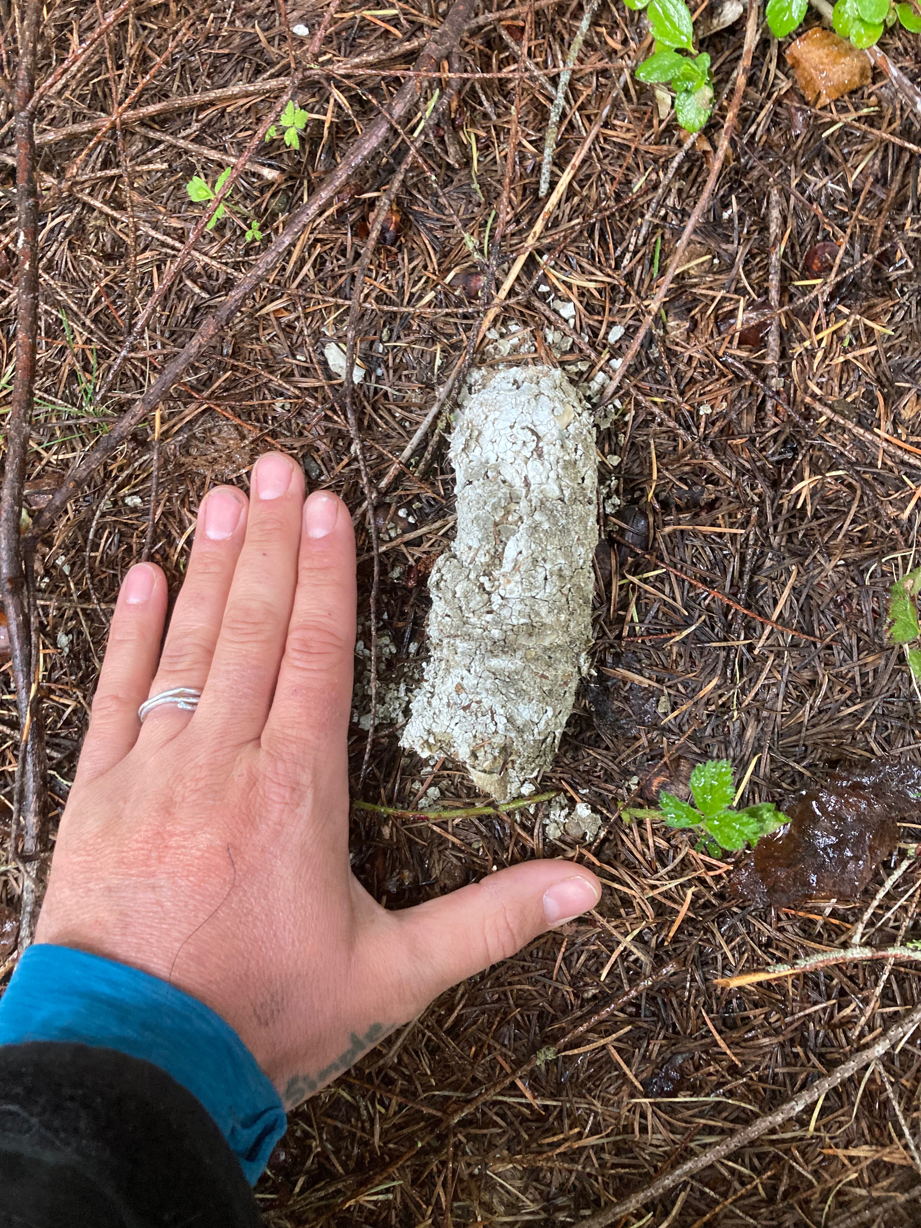 A old but mighty Puma scat