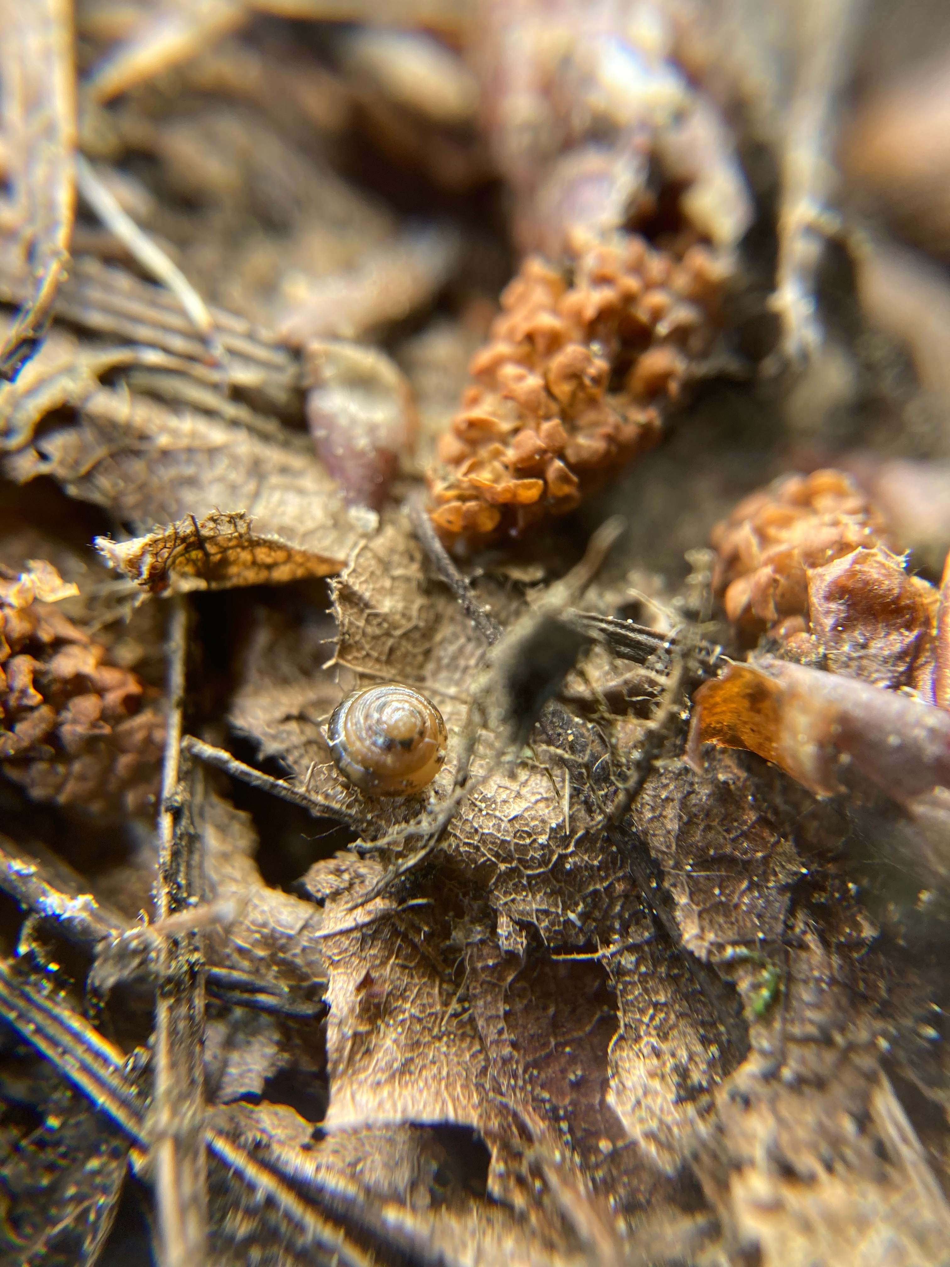 a 5 whirl almost microscopic terrestrial mulusk endemic to the Columbia Gorge.