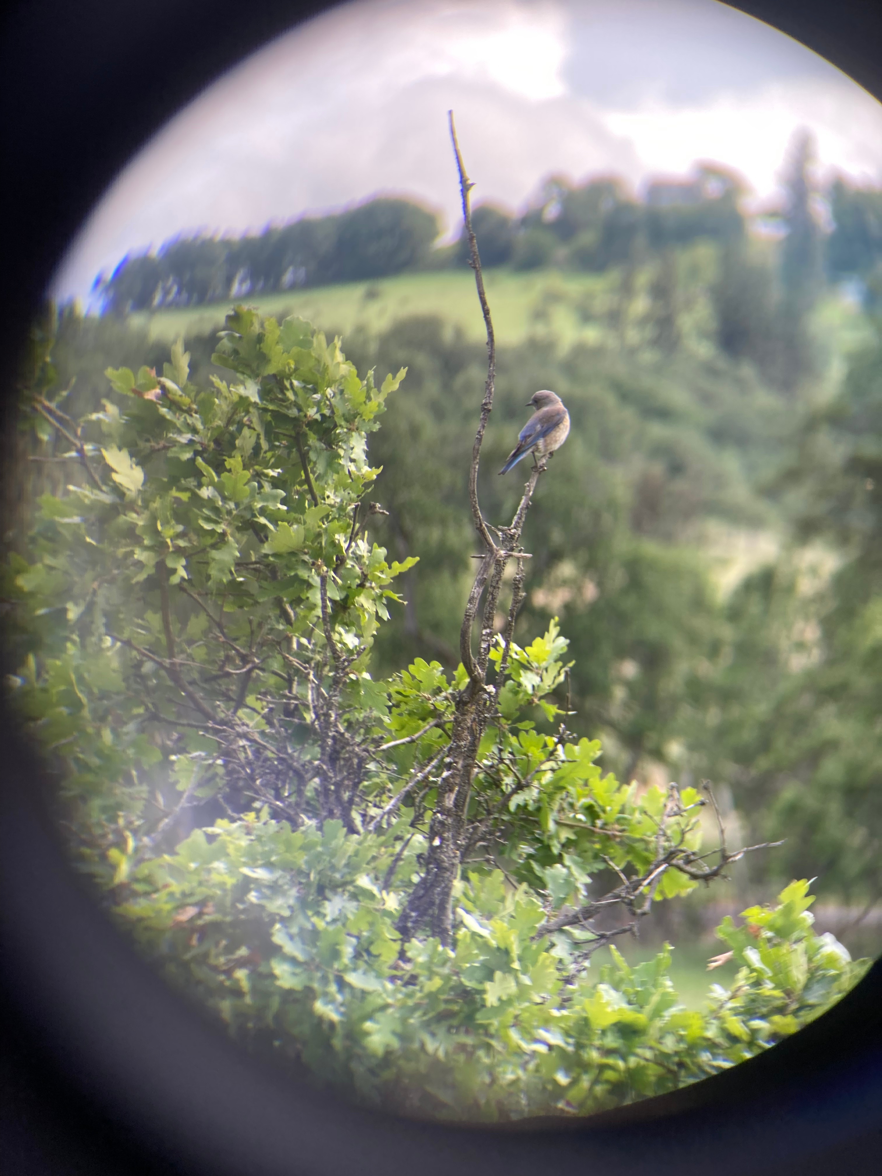 A  female Western Blue Bird enjoys the sliver of Oak habitat that stretches North and South along the Eastern Edge of the Cascades. 