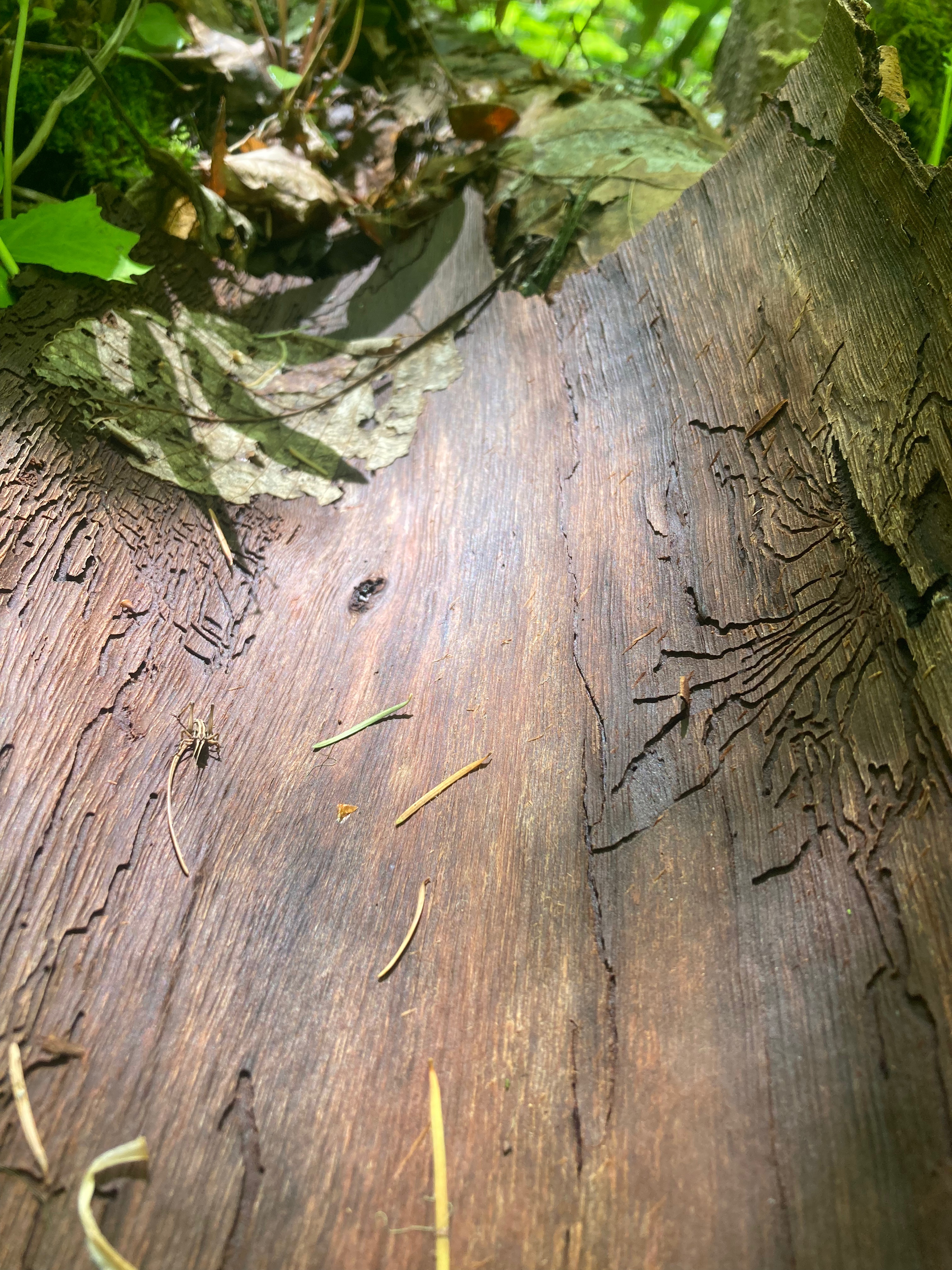 A beautifully lit gallery of a Spruce Beetle