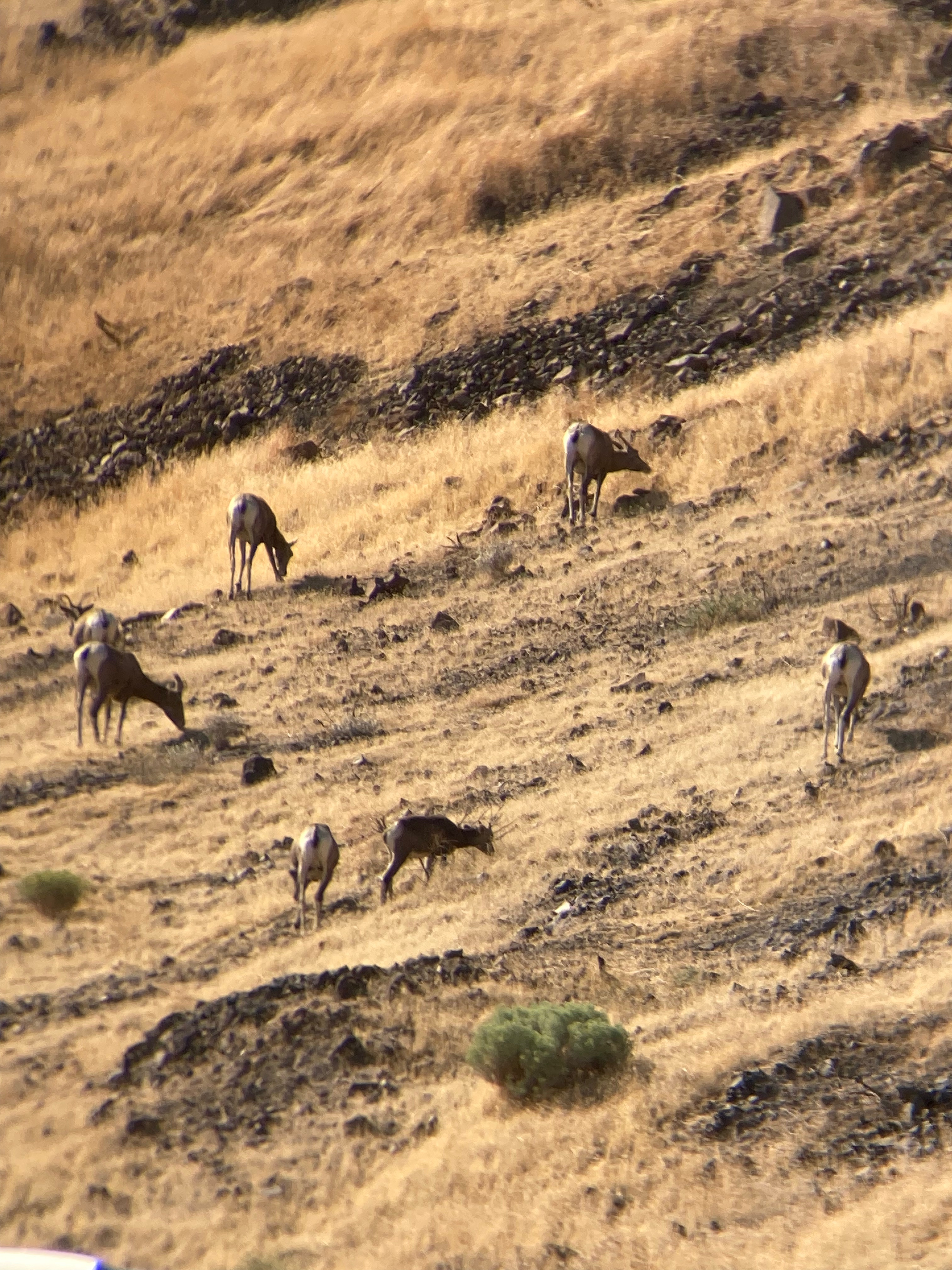 Big Horn Sheep graze in the Eastern Gorge
