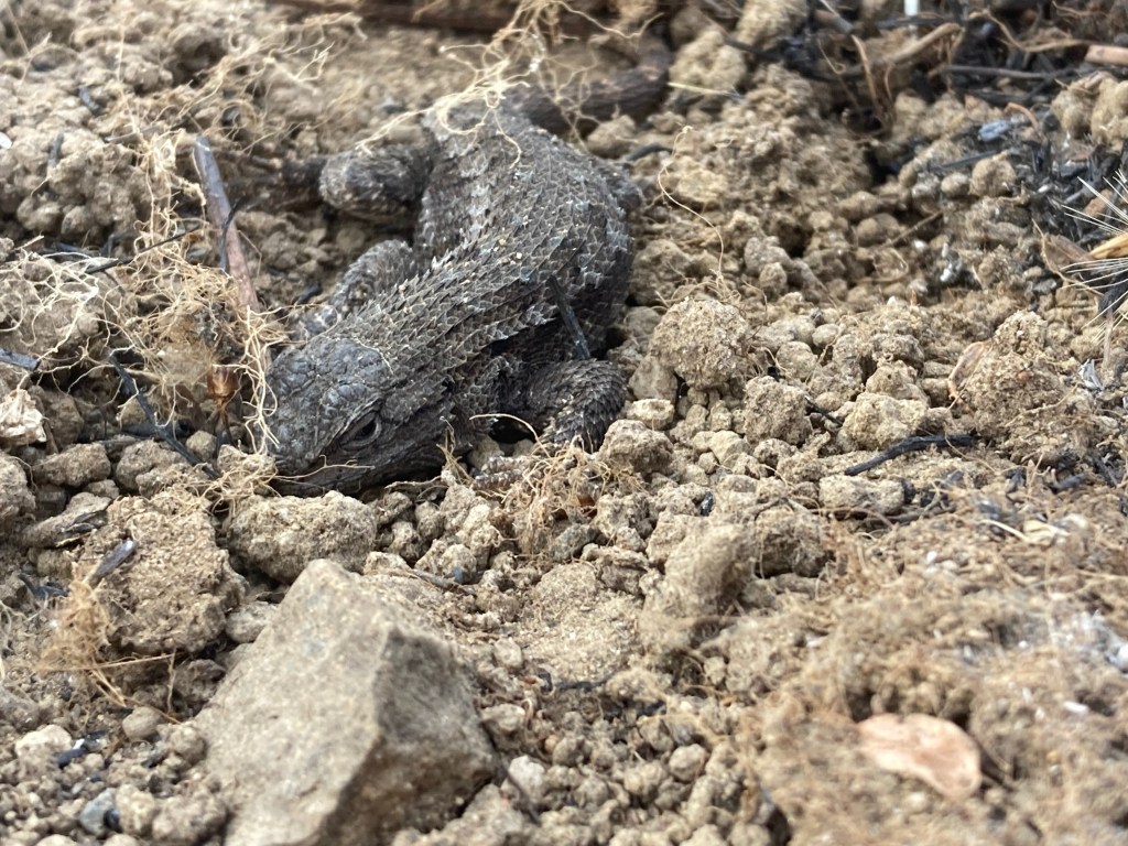 A sleepy Sagebrush Lizzard 