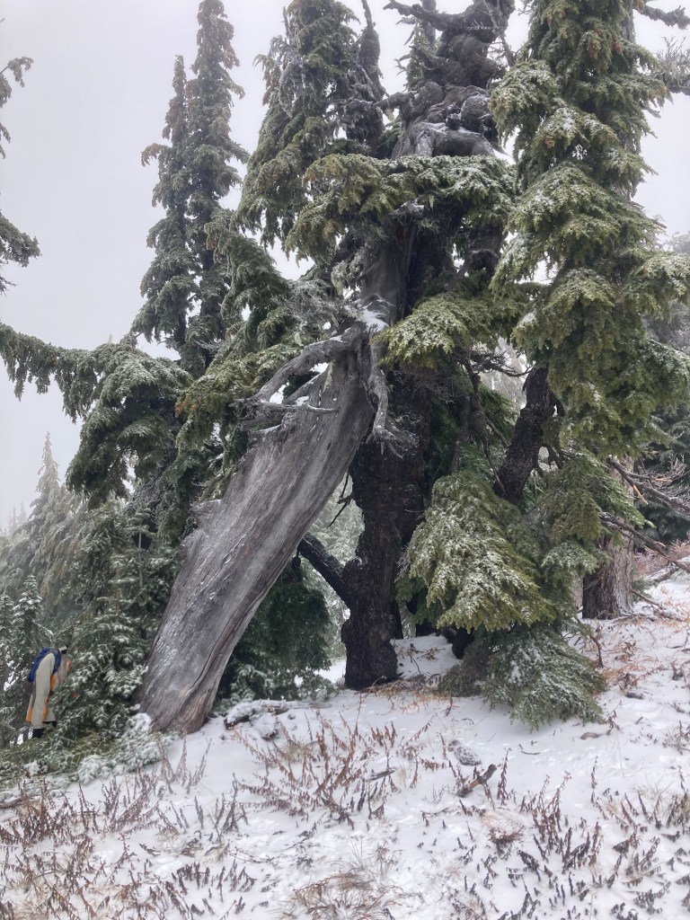 A kill sight of a Siera Red Fox was found under this cathedral. 
