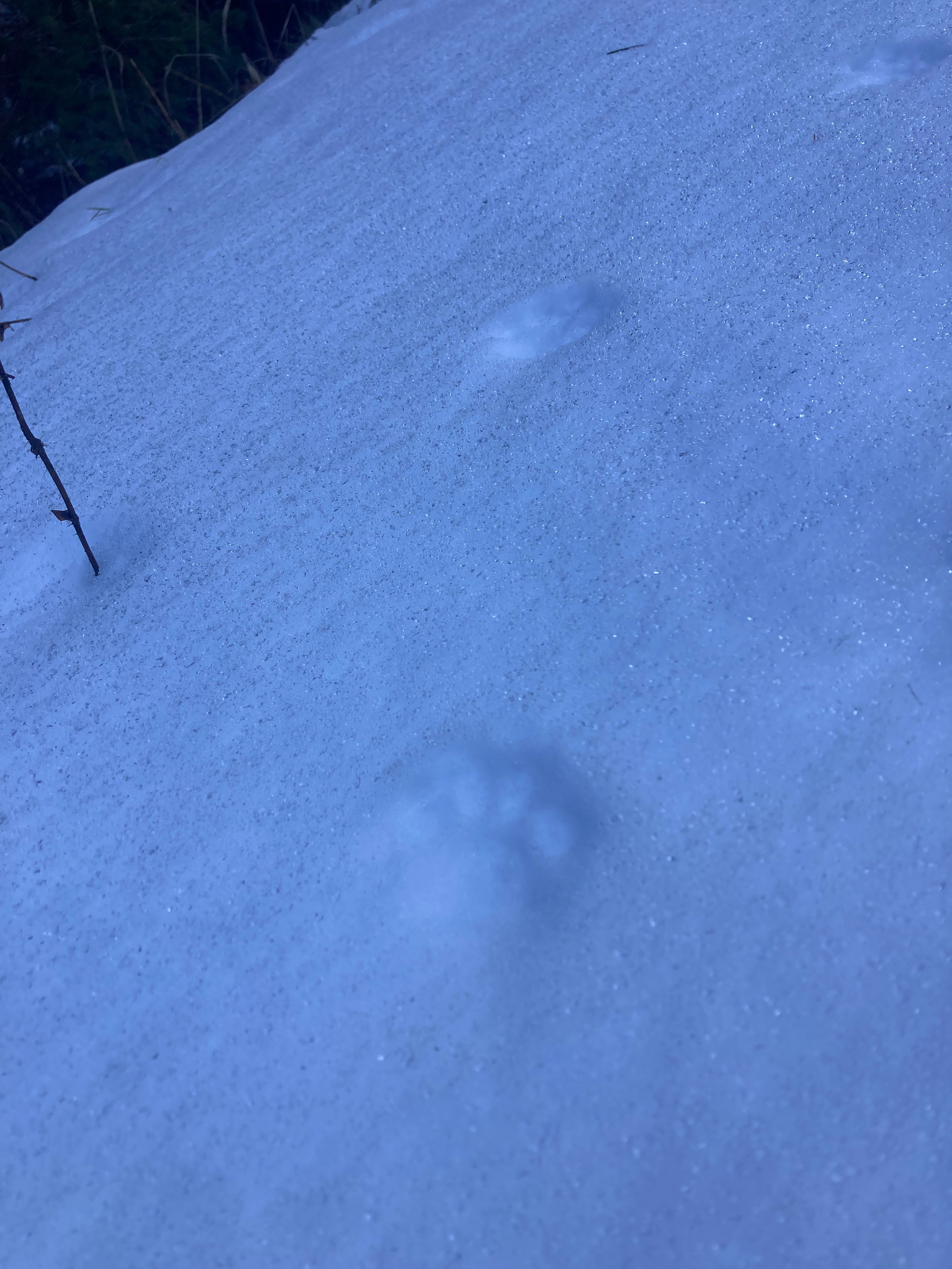 Bobcat prowling in the snow