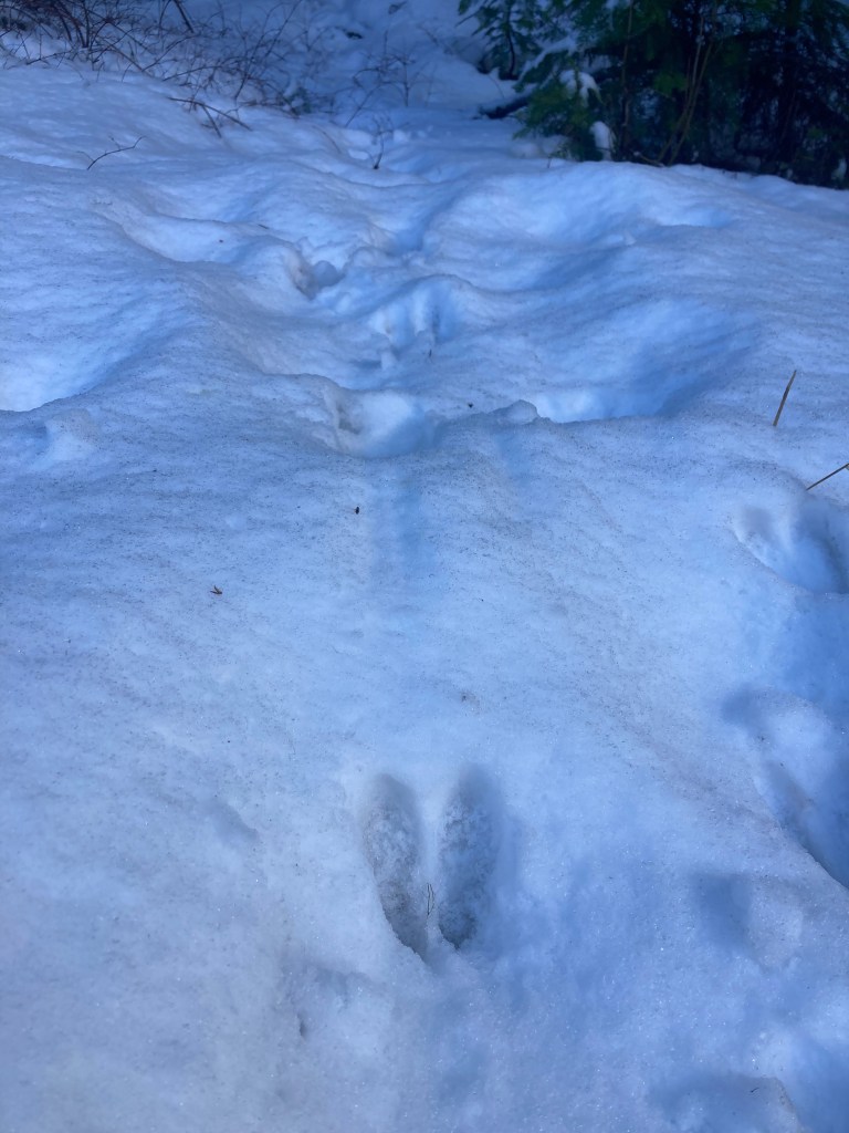 Drag marks follow this Black-tailed deer moving uphill in the snow. 