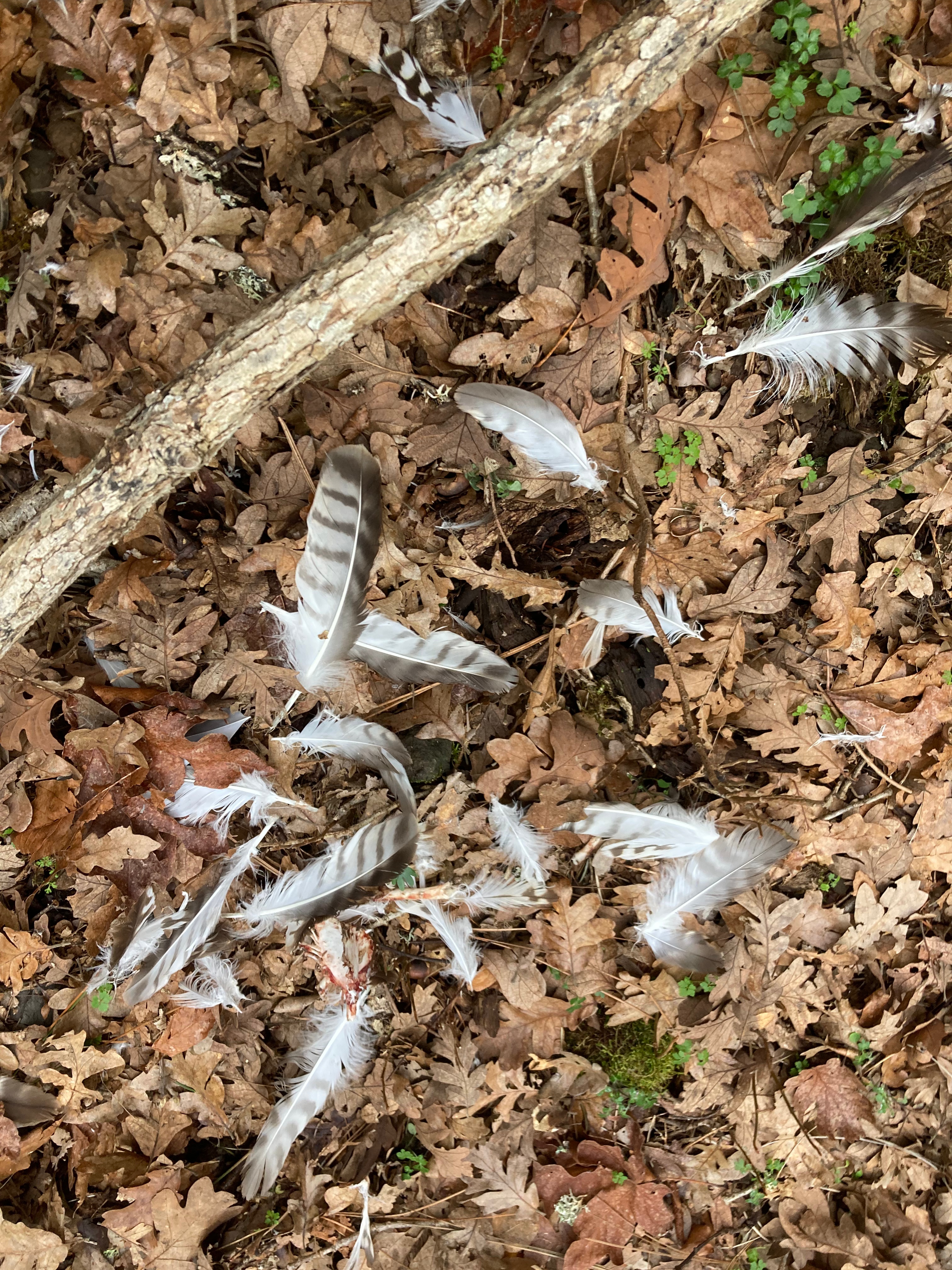Plucked Red Tail Hawk feathers likley a prey item for a Great Horned Owl. 