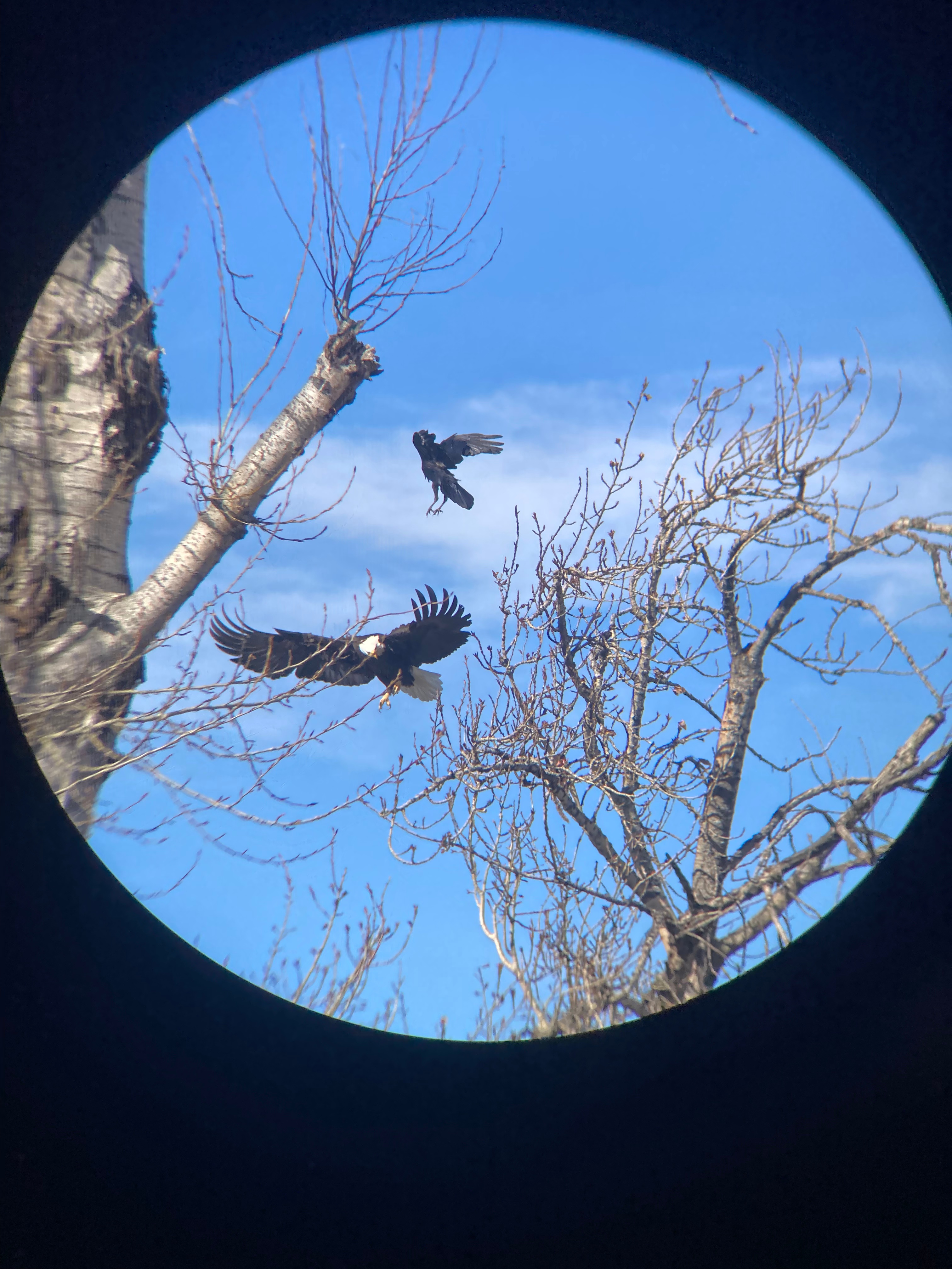 A bald eagle intimidates a crow off a fresh Douglas Tree Squirrel stashed in the tree's limbs