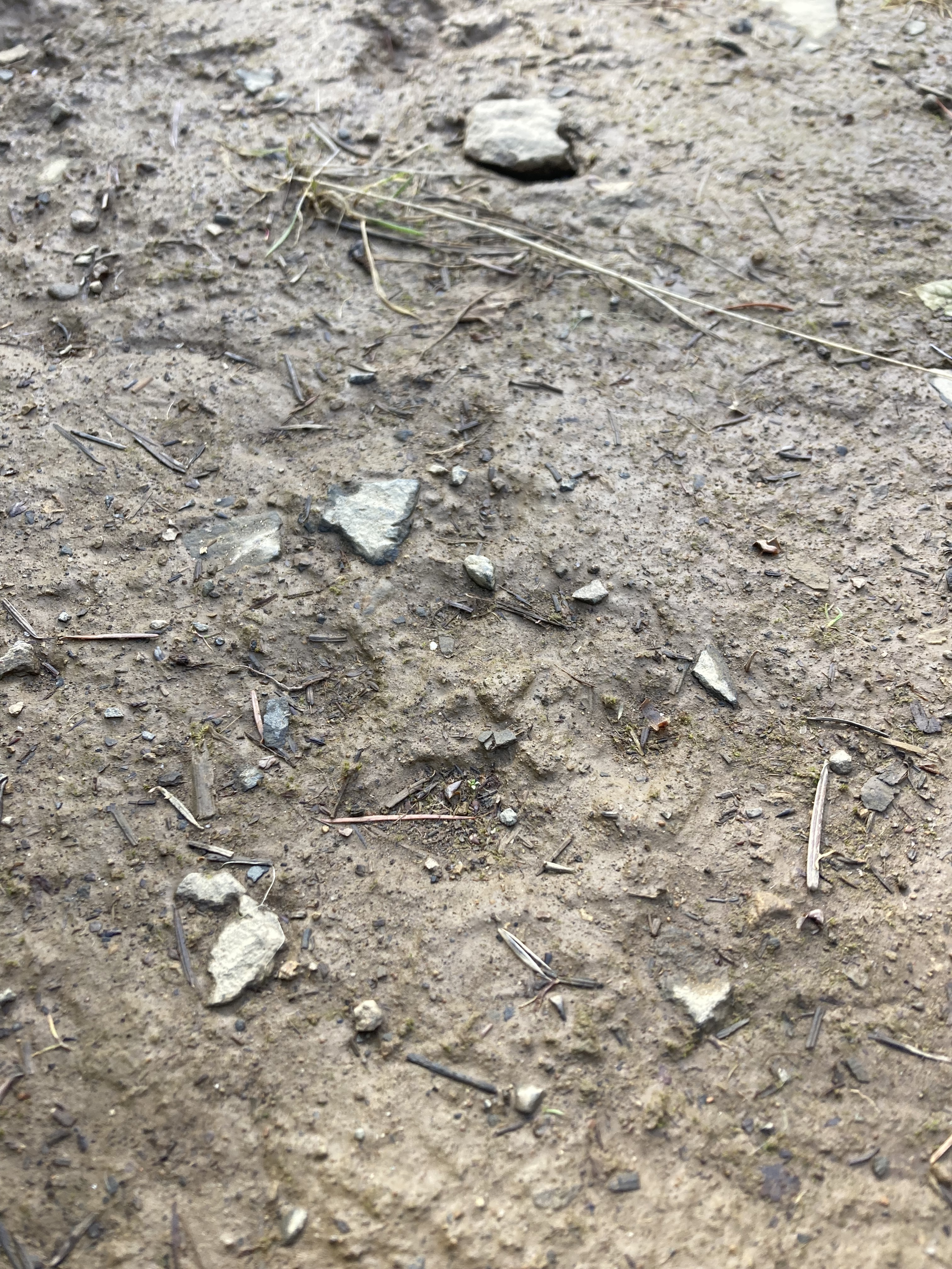 A Bobcat moving along the muddy trail.