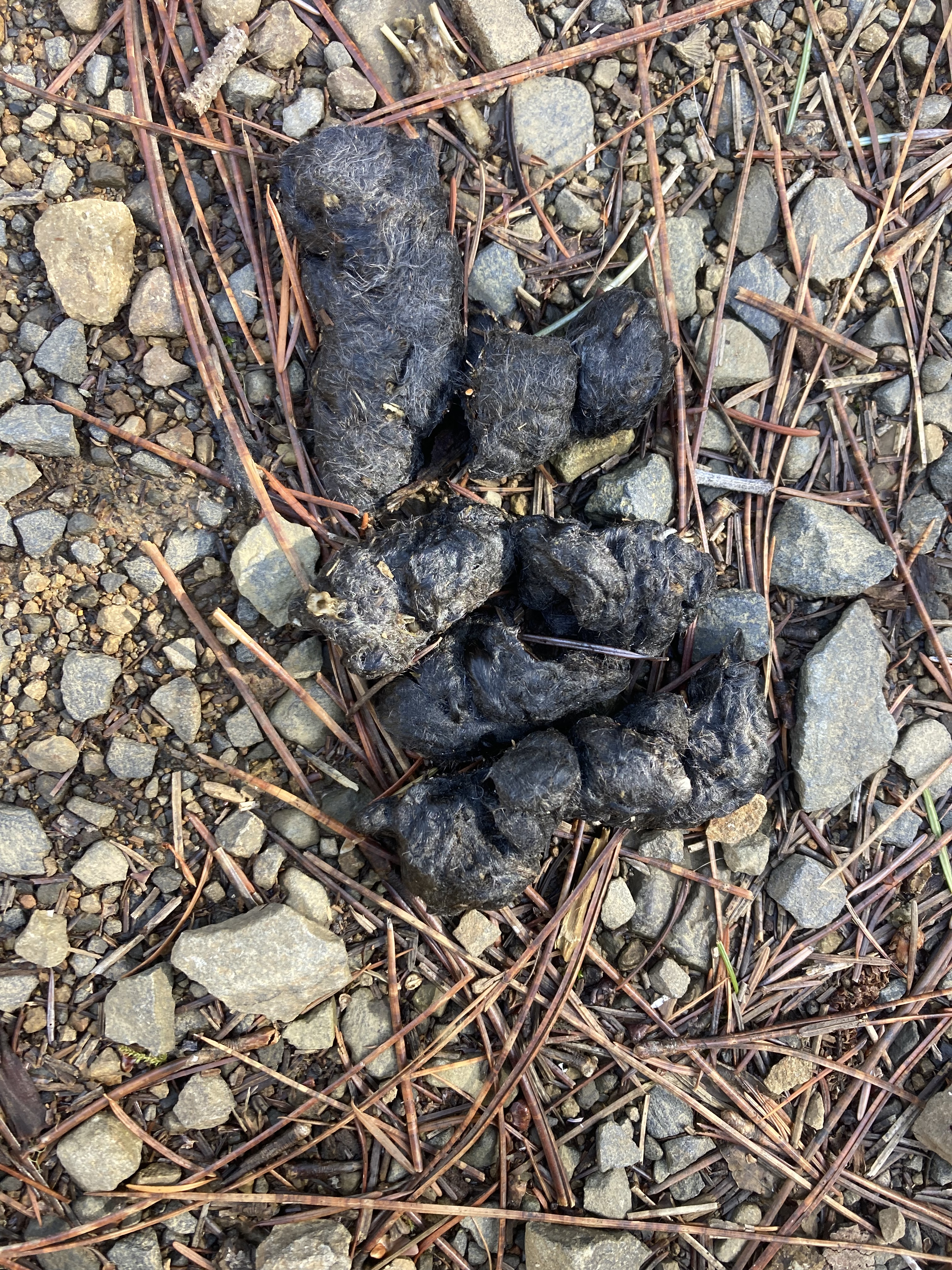 Coyote was munching on a furry treat