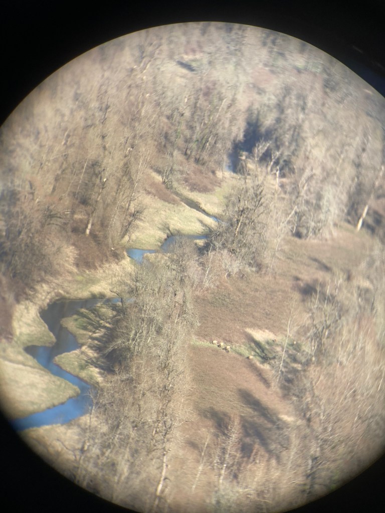 A heard of Elk are seen by thier white rumps in along this creek.